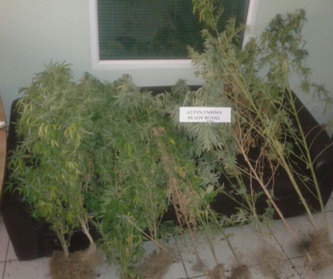 &Delta;&epsilon;&nu;&delta;&rho;ύ&lambda;&lambda;&iota;&alpha; &kappa;ά&nu;&nu;&alpha;&beta;&eta;&sigmaf; &epsilon;&nu;&tau;ό&pi;&iota;&sigma;&epsilon; &eta; &alpha;&sigma;&tau;&upsilon;&nu;&omicron;&mu;ί&alpha; &sigma;&epsilon; &chi;&omega;&rho;&iota;ό &tau;&eta;&sigmaf; &Kappa;&omicron;&rho;&iota;&nu;&theta;ί&alpha;&sigmaf;