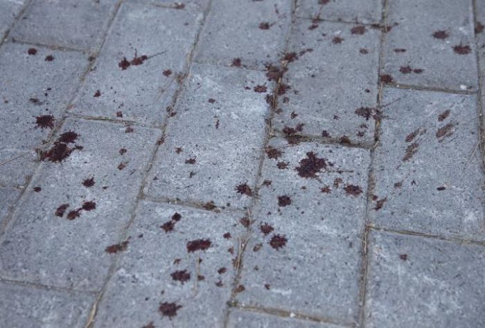 &Omicron;&pi;&alpha;&delta;ό&sigmaf; &tau;&omicron;&upsilon; &Pi;&alpha;&nu;&alpha;&theta;&eta;&nu;&alpha;ϊ&kappa;&omicron;ύ ύ&pi;&omicron;&pi;&tau;&omicron;&sigmaf; &gamma;&iota;&alpha; &tau;&eta;&nu; &delta;&omicron;&lambda;&omicron;&phi;&omicron;&nu;ί&alpha; &tau;&omicron;&upsilon; 29&chi;&rho;&omicron;&nu;&omicron;&upsilon; &Mu;&iota;&chi;ά&lambda;&eta; &sigma;&tau;&eta; &Nu;έ&alpha; &Phi;&iota;&lambda;&alpha;&delta;έ&lambda;&phi;&epsilon;&iota;&alpha;