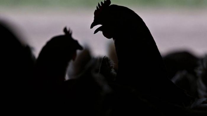 Γρίπη πτηνών: Στην κεντρική Μακεδονία λαμβάνουν μέτρα μετά το κρούσμα στην ... Αρκαδία!