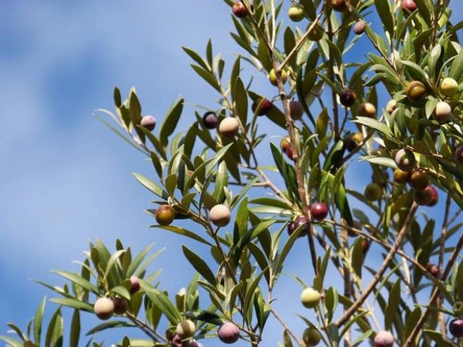 Ο Δήμος Γορτυνίας ετοιμάζει φάκελο για την αναγνώριση της τοπικής ποικιλίας ελιάς "Χωραίτικη" ως ΠΟΠ Ελαιόλαδο
