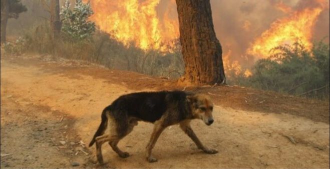 &Beta;&omicron;ή&theta;&epsilon;&iota;&alpha; &sigma;&epsilon; &tau;&rho;&alpha;&upsilon;&mu;&alpha;&tau;&iota;&sigma;&mu;έ&nu;&alpha; &zeta;ώ&alpha; &sigma;&tau;&eta;&nu; &pi;&epsilon;&rho;&iota;&omicron;&chi;ή &tau;&eta;&sigmaf; &Gamma;&omicron;&rho;&tau;&upsilon;&nu;ί&alpha;&sigmaf; &alpha;&pi;ό &tau;&omicron;&nu; &Phi;&iota;&lambda;&omicron;&zeta;&omega;&iota;&kappa;ό &Sigma;ύ&lambda;&lambda;&omicron;&gamma;&omicron; &Tau;&rho;ί&pi;&omicron;&lambda;&eta;&sigmaf;