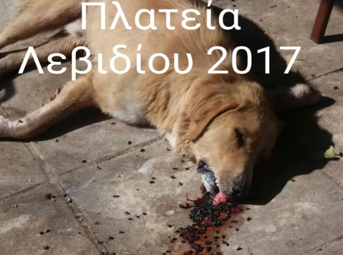 Ομαδική καταγγελία για κατά συρροή δηλητηριάσεις ζώων στην πλατεία Λεβιδίου - Ποιοι υπογράφουν!