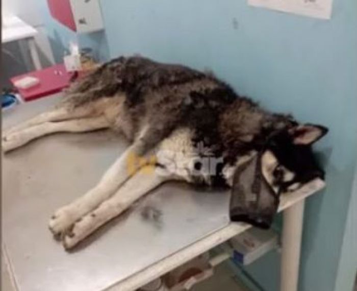 Παρέμβαση εισαγγελέα για την κτηνωδία στην Αράχωβα με τον βιασμό σκύλου μέχρι θανάτου