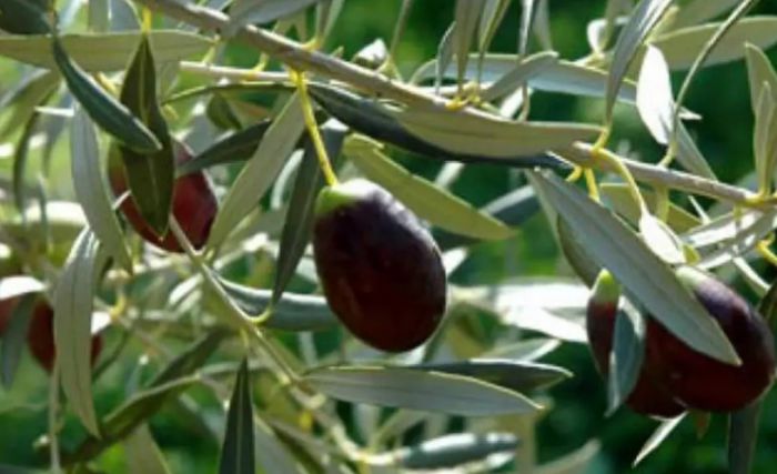 &Psi;ή&phi;&iota;&sigma;&mu;&alpha; &gamma;&iota;&alpha; &tau;&eta; &delta;&alpha;&kappa;&omicron;&kappa;&tau;&omicron;&nu;ί&alpha; &epsilon;&nu;έ&kappa;&rho;&iota;&nu;&epsilon; &tau;&omicron; &Pi;&epsilon;&rho;&iota;&phi;&epsilon;&rho;&epsilon;&iota;&alpha;&kappa;ό &Sigma;&upsilon;&mu;&beta;&omicron;ύ&lambda;&iota;&omicron; &Pi;&epsilon;&lambda;&omicron;&pi;&omicron;&nu;&nu;ή&sigma;&omicron;&upsilon;
