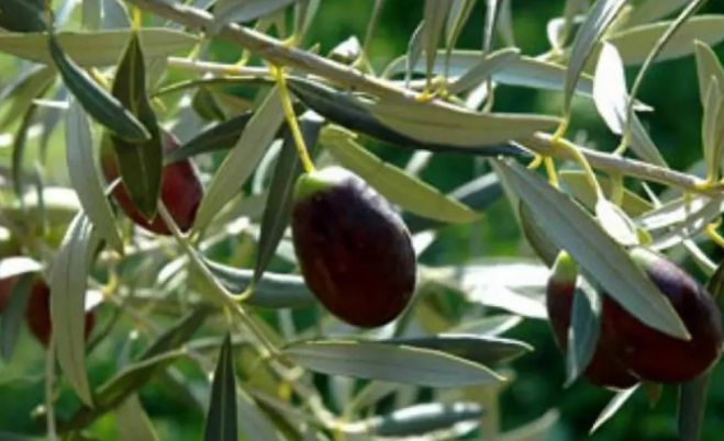 &Psi;ή&phi;&iota;&sigma;&mu;&alpha; &gamma;&iota;&alpha; &tau;&eta; &delta;&alpha;&kappa;&omicron;&kappa;&tau;&omicron;&nu;ί&alpha; &epsilon;&nu;έ&kappa;&rho;&iota;&nu;&epsilon; &tau;&omicron; &Pi;&epsilon;&rho;&iota;&phi;&epsilon;&rho;&epsilon;&iota;&alpha;&kappa;ό &Sigma;&upsilon;&mu;&beta;&omicron;ύ&lambda;&iota;&omicron; &Pi;&epsilon;&lambda;&omicron;&pi;&omicron;&nu;&nu;ή&sigma;&omicron;&upsilon;