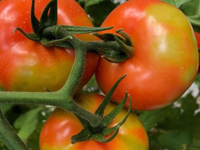 &Epsilon;&pi;&iota;&kappa;ί&nu;&delta;&upsilon;&nu;&omicron;&sigmaf; &iota;ό&sigmaf; &gamma;&iota;&alpha; &tau;&omicron;&mu;ά&tau;&epsilon;&sigmaf; &kappa;&alpha;&iota; &pi;&iota;&pi;&epsilon;&rho;&iota;έ&sigmaf; &epsilon;&nu;&tau;&omicron;&pi;ί&sigma;&tau;&eta;&kappa;&epsilon; &sigma;&tau;&eta;&nu; &Kappa;&omicron;&rho;&iota;&nu;&theta;ί&alpha;