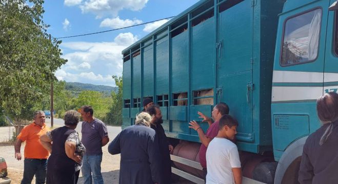 Γορτυνία | Αιγοπρόβατα από την Εκκλησία στους πυρόπληκτους κτηνοτρόφους (εικόνες)