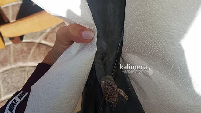 &Kappa;&alpha;&kappa;&omicron;&pi;&omicron;ί&eta;&sigma;&alpha;&nu; &pi;&epsilon;&rho;&iota;&sigma;&tau;έ&rho;&iota; &sigma;&tau;&eta;&nu; &Tau;&rho;ί&pi;&omicron;&lambda;&eta; &ndash; Έ&delta;&epsilon;&sigma;&alpha;&nu; &tau;&alpha; &pi;ό&delta;&iota;&alpha; &tau;&omicron;&upsilon; &mu;&epsilon; &tau;&alpha;&iota;&nu;ί&alpha; &kappa;&alpha;&iota; &tau;&omicron;&upsilon; έ&kappa;&lambda;&epsilon;&iota;&sigma;&alpha;&nu; &tau;&omicron; &sigma;&tau;ό&mu;&alpha; &mu;&epsilon; &kappa;ό&lambda;&lambda;&alpha; (&epsilon;&iota;&kappa;ό&nu;&epsilon;&sigmaf;)