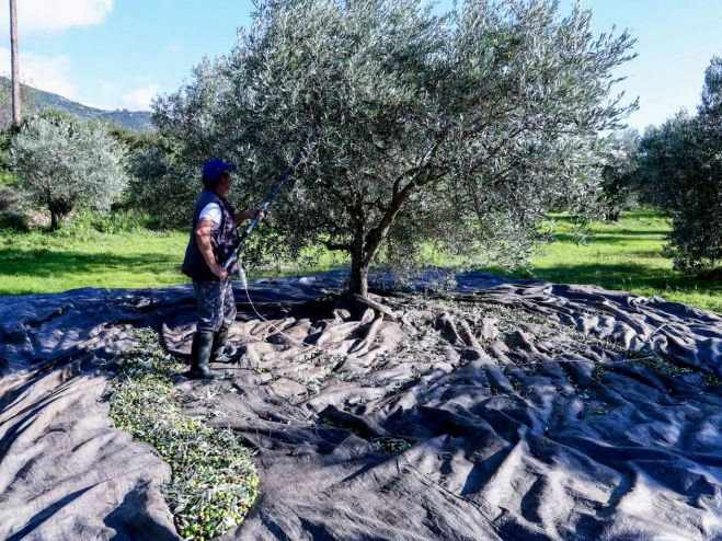 Τσουνάμι προστίμων για τους ελαιοπαραγωγούς: Υποχρεωτική η δήλωση των δέντρων ακόμα και με μηδενική συγκομιδή