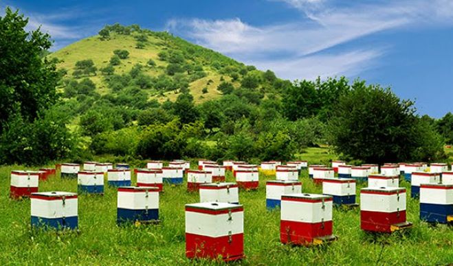 Αρκαδία - Ψεκασμός στις καλλιέργειες, χωρίς να βλάψετε τα μελίσσια!