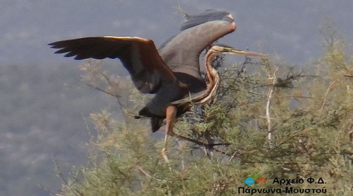 Πορφυροτσικνιάς στον υγρότοπο του Μουστού Κυνουρίας!