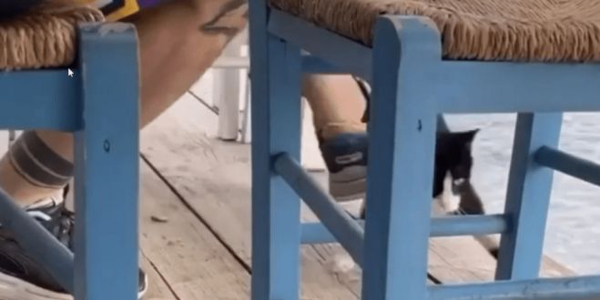 &Sigma;&upsilon;&nu;&epsilon;&lambda;ή&phi;&theta;&eta; &omicron; ά&nu;&delta;&rho;&alpha;&sigmaf; &pi;&omicron;&upsilon; &kappa;&lambda;ώ&tau;&sigma;&eta;&sigma;&epsilon; &sigma;&tau;&eta; &theta;ά&lambda;&alpha;&sigma;&sigma;&alpha; &tau;&omicron; &gamma;&alpha;&tau;ά&kappa;&iota; &ndash; &Eta; &alpha;&nu;ά&rho;&tau;&eta;&sigma;&eta; &Theta;&epsilon;&omicron;&delta;&omega;&rho;&iota;&kappa;ά&kappa;&omicron;&upsilon;