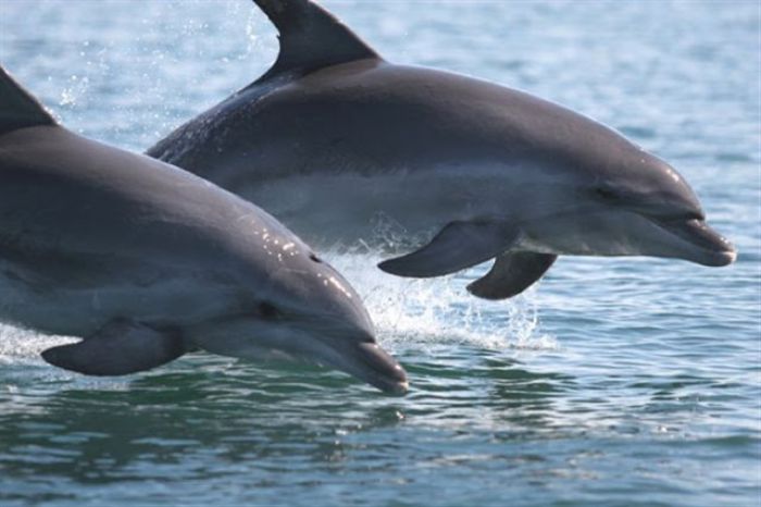 Δελφίνια στον Κορινθιακό Κόλπο - Δείτε το βίντεο! (vd)