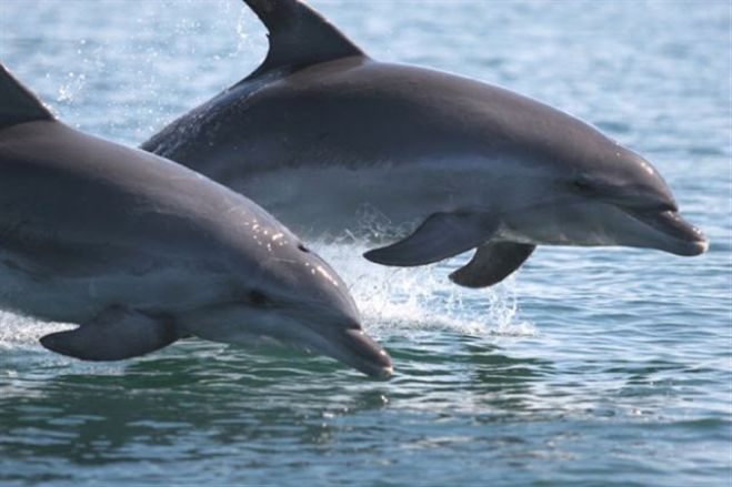 &Delta;&epsilon;&lambda;&phi;ί&nu;&iota;&alpha; &sigma;&tau;&omicron;&nu; &Kappa;&omicron;&rho;&iota;&nu;&theta;&iota;&alpha;&kappa;ό &Kappa;ό&lambda;&pi;&omicron; - &Delta;&epsilon;ί&tau;&epsilon; &tau;&omicron; &beta;ί&nu;&tau;&epsilon;&omicron;! (vd)