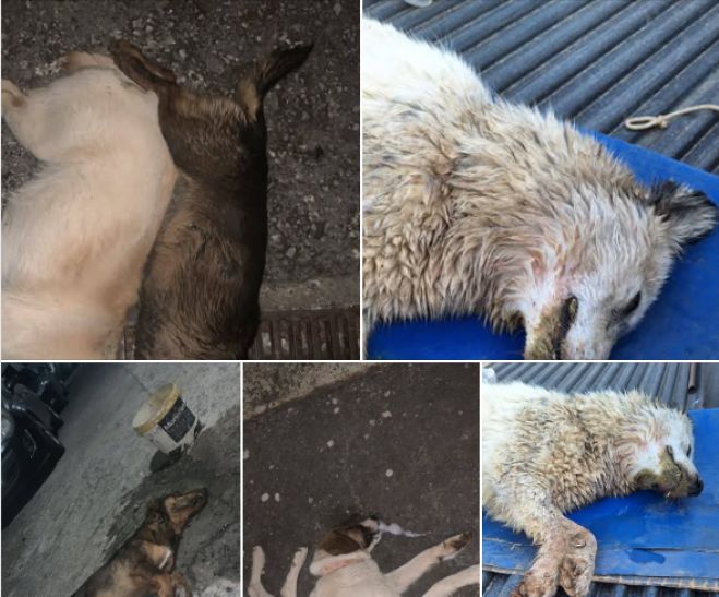 Για έντεκα νεκρά σκυλιά από φόλες στο Παρθένι μιλά ο Φιλοζωικός Σύλλογος Τρίπολης (εικόνες)