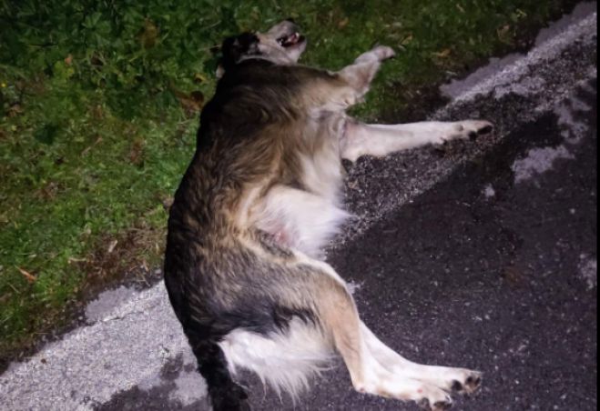 &Alpha;&upsilon;&tau;&omicron;&kappa;ί&nu;&eta;&tau;&omicron; &chi;&tau;ύ&pi;&eta;&sigma;&epsilon; &sigma;&kappa;&upsilon;&lambda;ά&kappa;&iota; &kappa;&alpha;&iota; &tau;&omicron; &epsilon;&gamma;&kappa;&alpha;&tau;έ&lambda;&epsilon;&iota;&psi;&epsilon; &alpha;&beta;&omicron;ή&theta;&eta;&tau;&omicron; &sigma;&tau;&eta;&nu; &Tau;&rho;ί&pi;&omicron;&lambda;&eta; (&epsilon;&iota;&kappa;ό&nu;&epsilon;&sigmaf;)