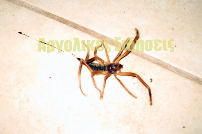 Επικίνδυνη αράχνη εμφανίστηκε στο Ναύπλιο! (εικόνες)