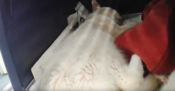 Έριξαν ποντικοφάρμακο σε γάτο που παλεύει να κρατηθεί στη ζωή ... (vd)