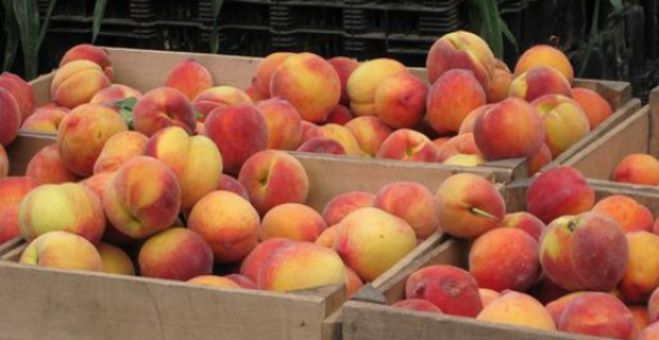 Ροδάκινα θα μοιραστούν στη Μεγαλόπολη