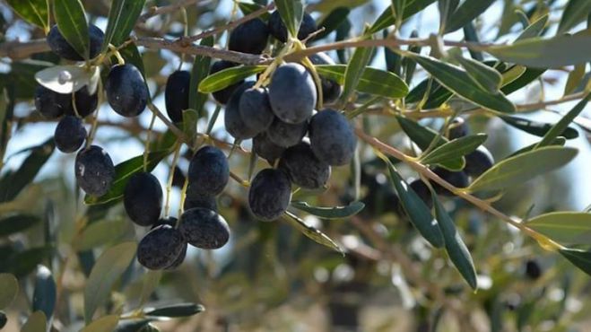 &Epsilon;&lambda;&alpha;&iota;&omicron;&pi;&alpha;&rho;&alpha;&gamma;&omega;&gamma;&omicron;ί &Kappa;&upsilon;&nu;&omicron;&upsilon;&rho;ί&alpha;&sigmaf; | &Pi;&alpha;&rho;ά&tau;&alpha;&sigma;&eta; &upsilon;&pi;&omicron;&beta;&omicron;&lambda;ή&sigmaf; &alpha;&iota;&tau;ή&sigma;&epsilon;&omega;&nu; &gamma;&iota;&alpha; &tau;&eta;&nu; &alpha;&nu;&epsilon;&mu;&omicron;&theta;ύ&epsilon;&lambda;&lambda;&alpha;