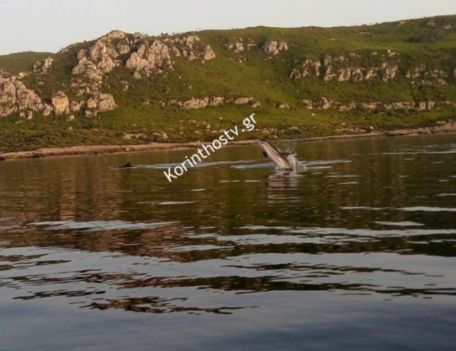 Κοπάδι δελφινιών ... στο Λουτράκι! (εικόνες)