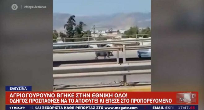 &quot;Αθηνών - Κορίνθου&quot; | Τροχαίο με ... πρωταγωνιστή ένα αγριογούρουνο (vd)
