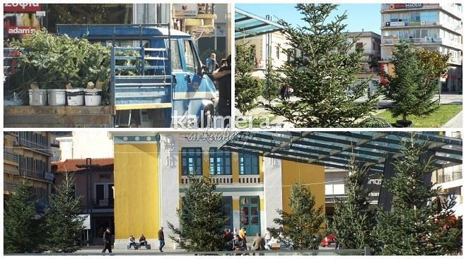 Ένα δάσος γεμάτο έλατα «ξεφύτρωσε» στην Τρίπολη (εικόνες)