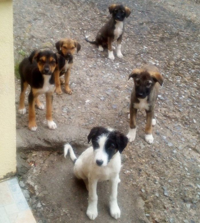 Έξι αδέσποτα σκυλάκια ζητούν υιοθεσία στην Αλωνίσταινα