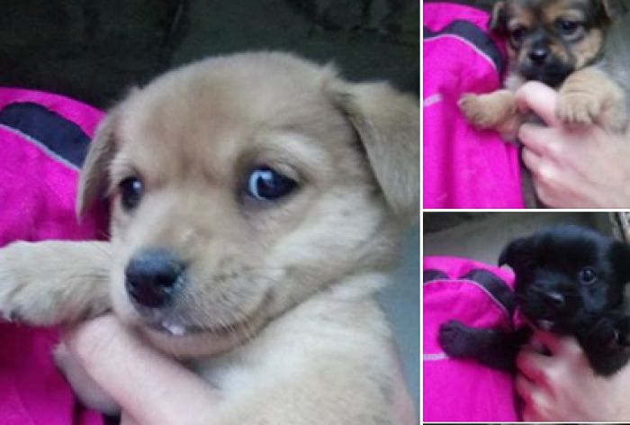 &Chi;&alpha;&rho;ί&zeta;&omicron;&nu;&tau;&alpha;&iota; &alpha;&upsilon;&tau;ά &tau;&alpha; &pi;&alpha;&nu;έ&mu;&omicron;&rho;&phi;&alpha; &kappa;&omicron;&upsilon;&tau;&alpha;&beta;ά&kappa;&iota;&alpha;