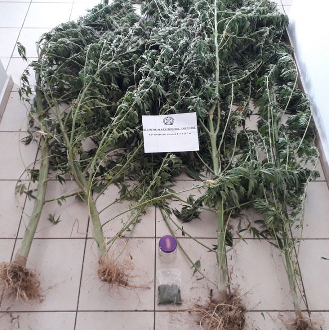 &Sigma;ύ&lambda;&lambda;&eta;&psi;&eta; &gamma;&iota;&alpha; &kappa;ά&nu;&nu;&alpha;&beta;&eta; &sigma;&tau;&eta; &Lambda;&alpha;&kappa;&omega;&nu;ί&alpha;