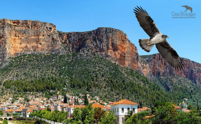 &Epsilon;&lambda;&lambda;&eta;&nu;&iota;&kappa;ή &Omicron;&rho;&nu;&iota;&theta;&omicron;&lambda;&omicron;&gamma;&iota;&kappa;ή &Epsilon;&tau;&alpha;&iota;&rho;&epsilon;ί&alpha;: "&Upsilon;&pi;&omicron;&beta;ά&theta;&mu;&iota;&sigma;&eta; &gamma;&iota;&alpha; &tau;&omicron; &Lambda;&epsilon;&omega;&nu;ί&delta;&iota;&omicron; &omicron; &phi;&omega;&tau;&iota;&sigma;&mu;ό&sigmaf; &tau;&omicron;&upsilon; &Kappa;&omicron;&kappa;&kappa;&iota;&nu;ό&beta;&rho;&alpha;&chi;&omicron;&upsilon;"