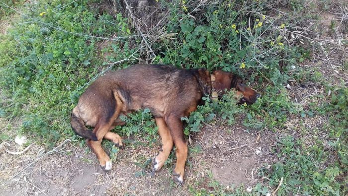 Παράλυτο σκυλάκι βρέθηκε αβοήθητο στην Αρκαδία