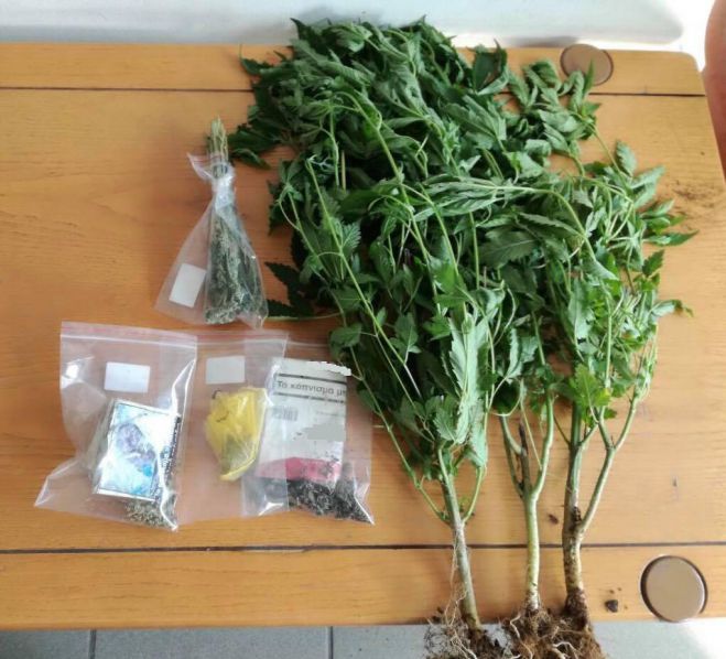 &Alpha;&rho;&kappa;&alpha;&delta;ί&alpha; | &Eta; &Alpha;&sigma;&phi;ά&lambda;&epsilon;&iota;&alpha; &beta;&rho;ή&kappa;&epsilon; &phi;&upsilon;&tau;ά &kappa;ά&nu;&nu;&alpha;&beta;&eta;&sigmaf; &sigma;&epsilon; ... &pi;&omicron;&iota;&mu;&nu;&iota;&omicron;&sigma;&tau;ά&sigma;&iota;&omicron;!