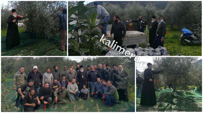 Πρώτος και καλύτερος στο μάζεμα ελιών ο 82χρονος Μητροπολίτης Αλέξανδρος! (vd)