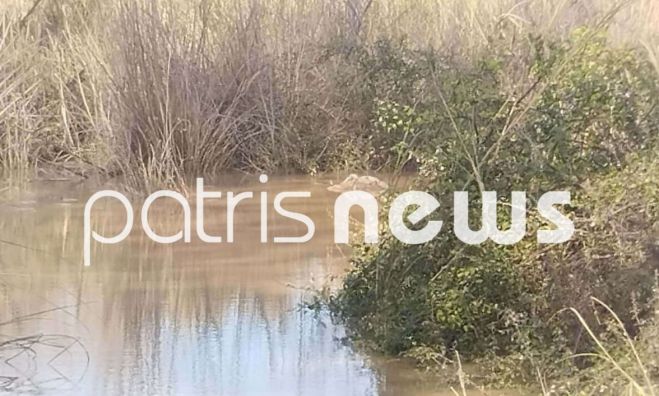Συναγερμός στον Αλφειό ποταμό | Πάνω από δέκα νεκρά πρόβατα σε προχωρημένη αποσύνθεση