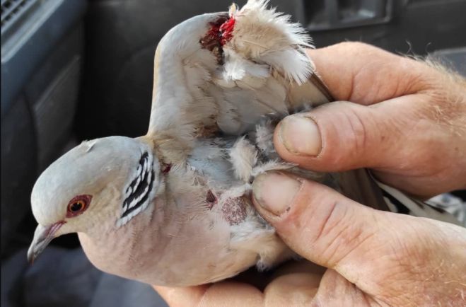 &Tau;&rho;&alpha;&upsilon;&mu;&alpha;&tau;&iota;&sigma;&mu;έ&nu;&omicron; &tau;&rho;&upsilon;&gamma;ό&nu;&iota; &sigma;&tau;&eta;&nu; &pi;&epsilon;&rho;&iota;&omicron;&chi;ή &tau;&omicron;&upsilon; Ά&sigma;&tau;&rho;&omicron;&upsilon;&sigmaf;