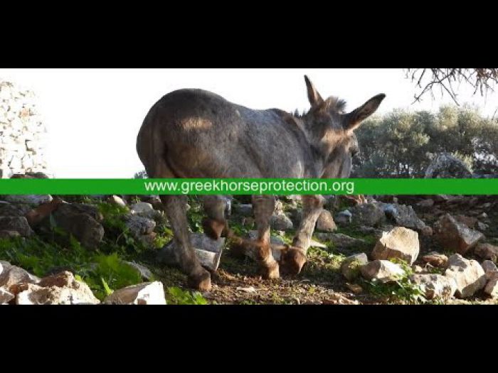 Βοηθήστε να μπει ένα τέλος σε μια από τις χειρότερες μορφές κακοποίησης ζώων στην Ελλάδα (vd)
