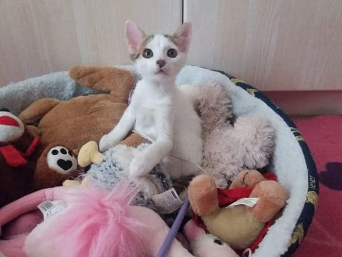 &Eta; &Zeta;&omega;&omicron;ύ&lambda;&alpha; &psi;ά&chi;&nu;&epsilon;&iota; &sigma;&pi;ί&tau;&iota;!