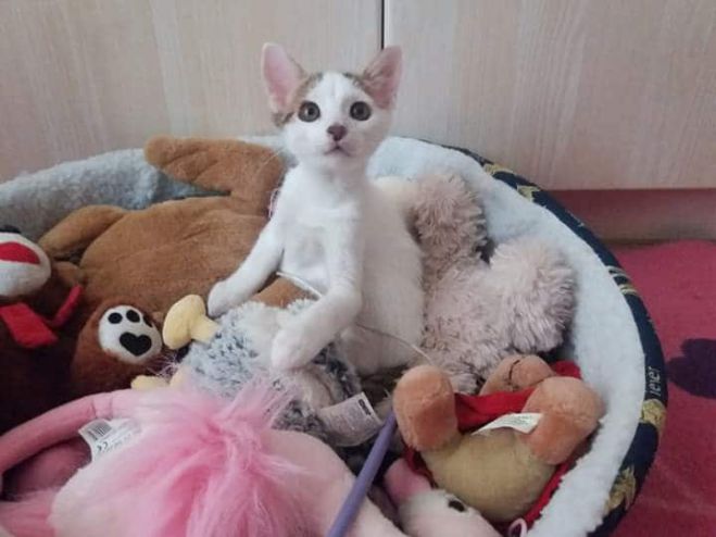 &Eta; &Zeta;&omega;&omicron;ύ&lambda;&alpha; &psi;ά&chi;&nu;&epsilon;&iota; &sigma;&pi;ί&tau;&iota;!