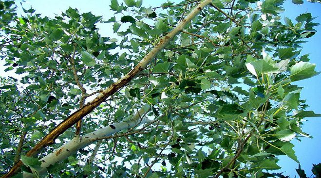 Λεύκες θα κλαδευτούν σε διάφορα σημεία της Τρίπολης – Κρίνονται επικίνδυνές για πεζούς και αυτοκίνητα!