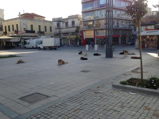 Φιλόζωοι: «Κατάντια για την Τρίπολης οι φόλες στα αδέσποτα – Υπάρχουν ηθικοί αυτουργοί»