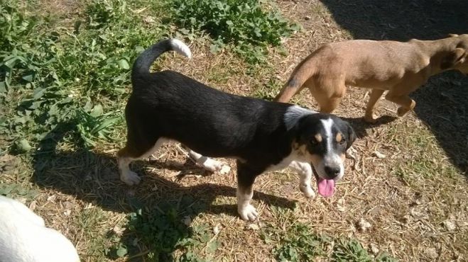 Αδέσποτα: &quot;Η στείρωση είναι μία πράξη ευθύνης&quot; λέει ο φιλοζωικός σύλλογος! (vd)