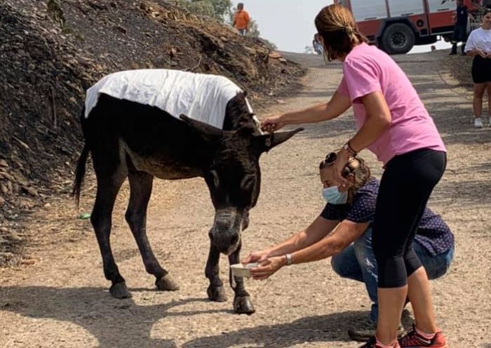 Γαϊδουράκι με εγκαύματα στη Γορτυνία μεταφέρθηκε σε ασφαλές μέρος από τη Φιλοζωική Τρίπολης (vd)