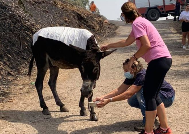 Γαϊδουράκι με εγκαύματα στη Γορτυνία μεταφέρθηκε σε ασφαλές μέρος από τη Φιλοζωική Τρίπολης (vd)