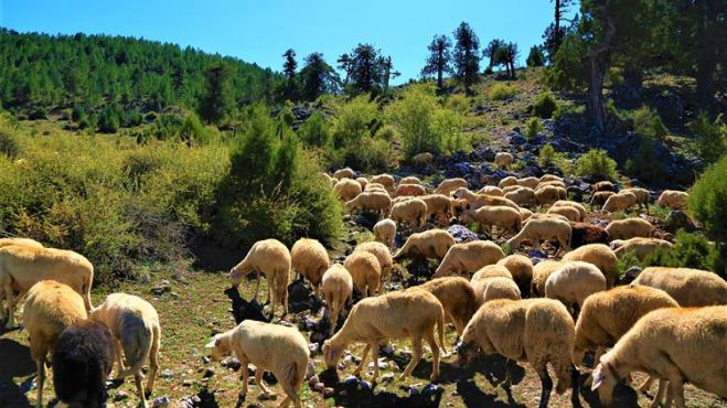 Πώς θα κατανεμηθούν τα 89 εκατ. ευρώ στους κτηνοτρόφους