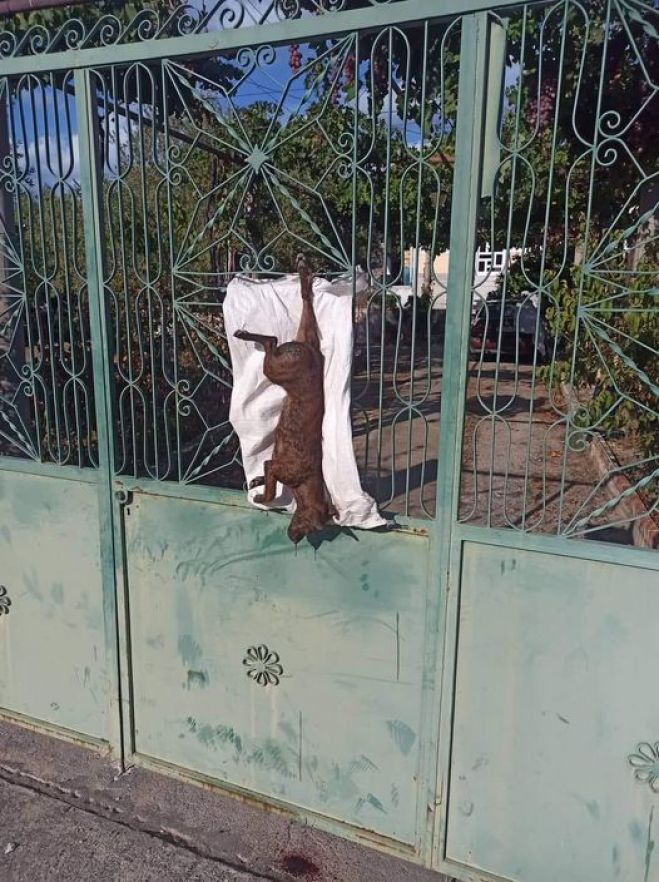 &Nu;&epsilon;&kappa;&rho;ό &zeta;ώ&omicron; &kappa;&rho;&epsilon;&mu;&alpha;&sigma;&mu;έ&nu;&omicron; &sigma;&epsilon; &pi;ό&rho;&tau;&alpha; &sigma;&tau;&eta; &Nu;ό&tau;&iota;&alpha; &Kappa;&upsilon;&nu;&omicron;&upsilon;&rho;ί&alpha; - &Delta;&epsilon;ί&tau;&epsilon; &tau;&eta;&nu; &alpha;&nu;ά&rho;&tau;&eta;&sigma;&eta;