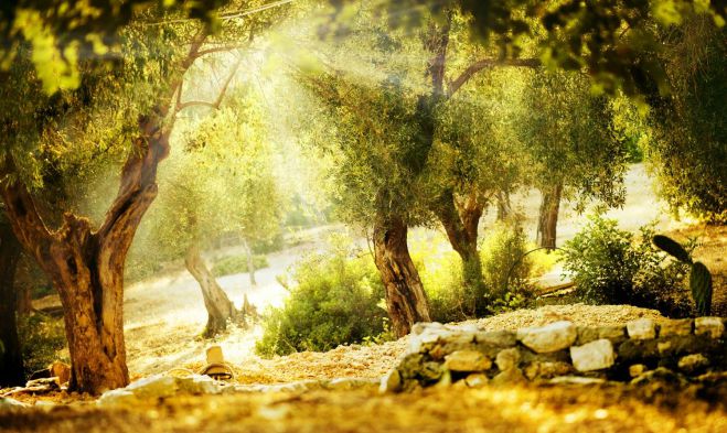 "Ελιά Καλαμάτας" ΠΟΠ | Σε ιστορική συνάντηση με σημαντικές αποφάσεις συμμετείχαν παραγωγοί από την Κυνουρία