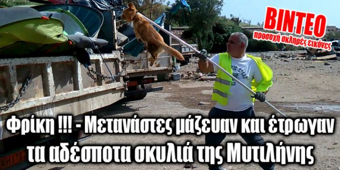 Μετανάστες μάζευαν και έτρωγαν αδέσποτα σκυλιά της Μυτιλήνης (vd)