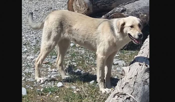 Τρίπολη | Αυτή η όμορφη σκυλίτσα ζητά να την υιοθετήσουν!