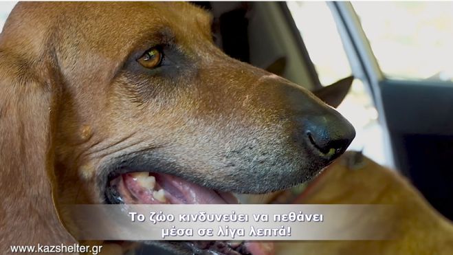 &Tau;ώ&rho;&alpha; &mu;&epsilon; &tau;&eta;&nu; &zeta;έ&sigma;&tau;&eta;, &pi;&omicron;&tau;έ &zeta;ώ&alpha; &mu;ό&nu;&alpha; &tau;&omicron;&upsilon;&sigmaf; &mu;έ&sigma;&alpha; &sigma;&tau;&omicron; &alpha;&mu;ά&xi;&iota; (vd)